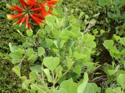 Erythrina acanthocarpa leaves